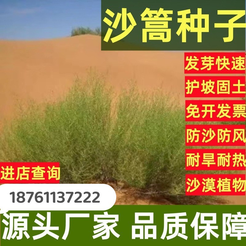 批发沙篙种子 绿化防风防沙植物 耐旱耐热沙漠植物沙土沙地植物