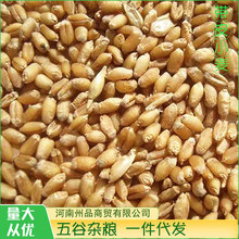 河南20年小麦批发带皮小麦磨面粉酿酒料饲料用500g可发芽大量现货