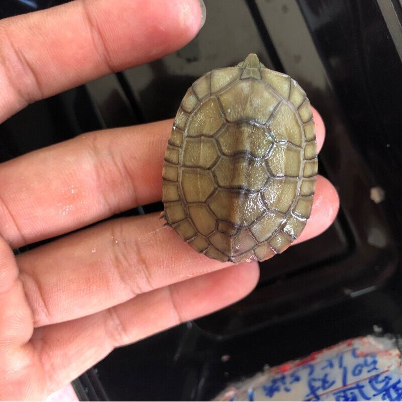 纯种安徽黄喉小青龟苗皖南种三黄拟水龟苗宠物乌龟龟