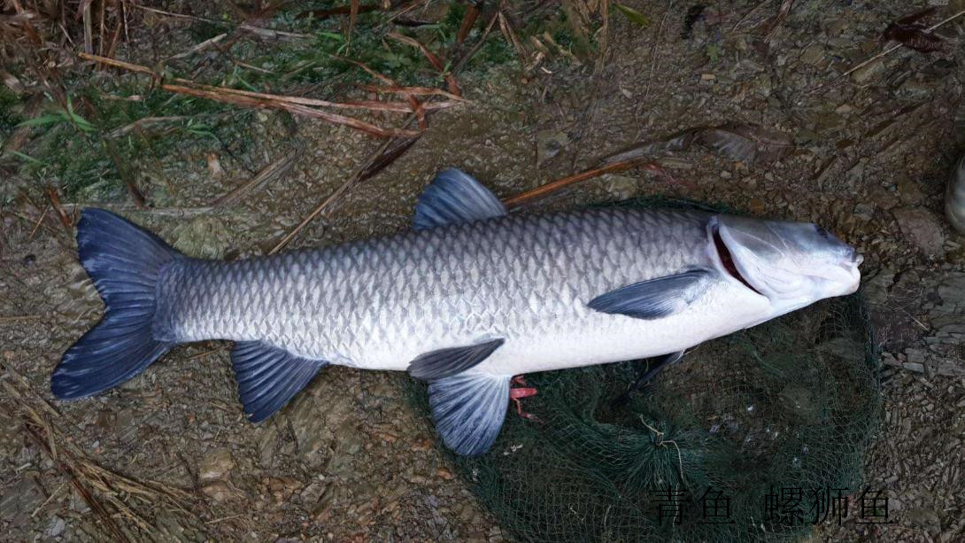 螺蛳青鱼苗淡水黑草鱼大养殖食用一斤大号活鱼20公分特大清江翘嘴