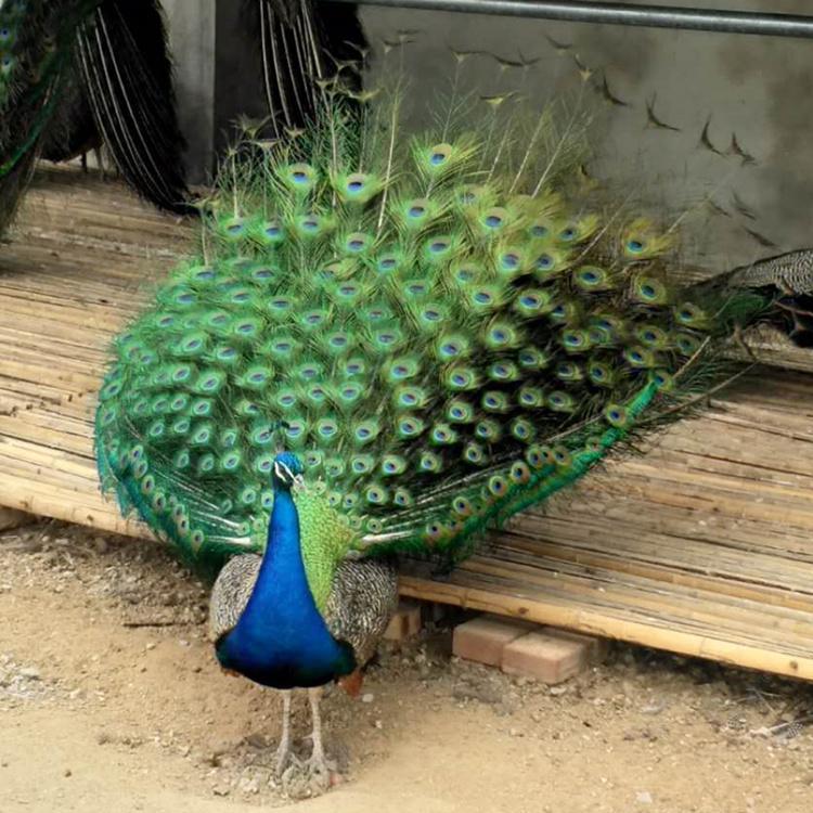 萌宠展活体羊驼租赁展览 出售土拨鼠活体羊驼活体 矮马 狐獴 旱獭