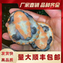 深水混养圆澳龟圆奥活体红纹曲颈吃垃圾鱼粪便玩具清洁乌龟清道夫