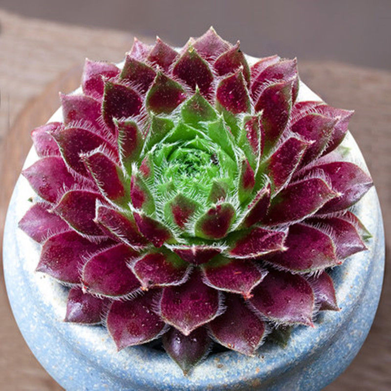 紫牡丹多肉植物组合盆栽新手创意肉肉桌面迷你花卉草绿植大量批发