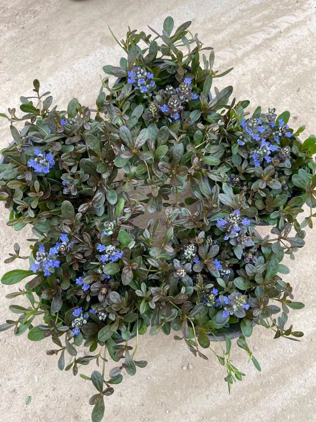 十二单姬新款筋骨草130盆栽耐寒耐热多年生庭院花卉绿植宿根植物