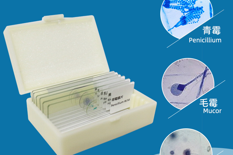 霉菌显微镜装片青霉曲霉根霉乳酸菌酵母菌可单张购买10