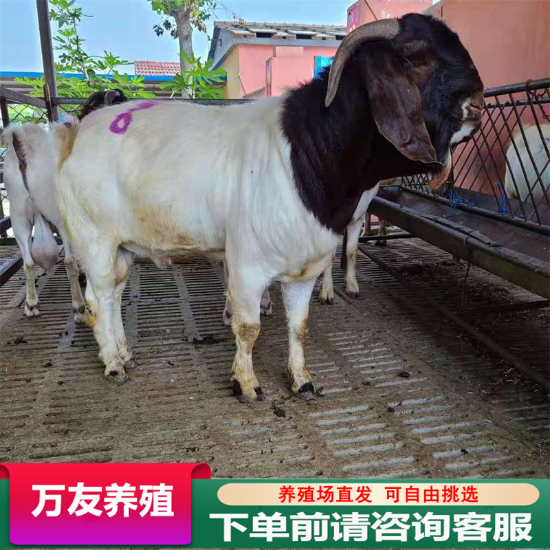 纯种波尔山羊种羊活体小羊羔成年怀孕母羊种公羊养殖基地育肥肉羊