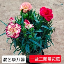 (带花苞)混色康乃馨盆栽重瓣石竹花苗室内阳台绿植花卉四季开花