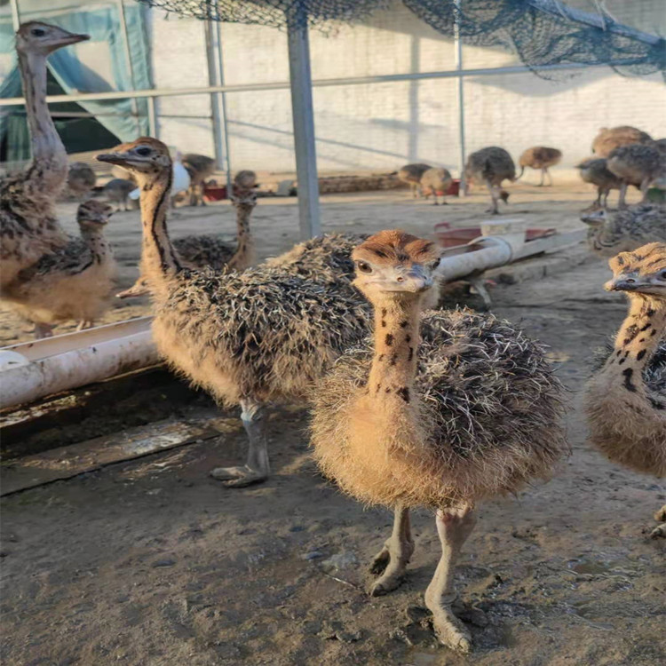 鸵鸟苗价格 非洲鸵鸟苗好养吗 孔雀苗 鸵鸟蛋 成年大鸵鸟