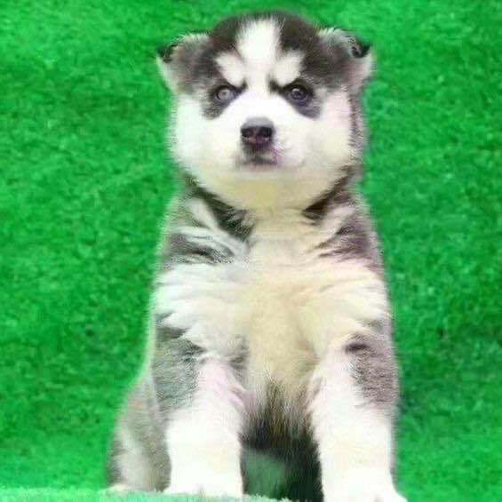 哈士奇犬幼犬纯种活物宠物小狗狗幼崽二哈真狗子领养双血统雪橇犬