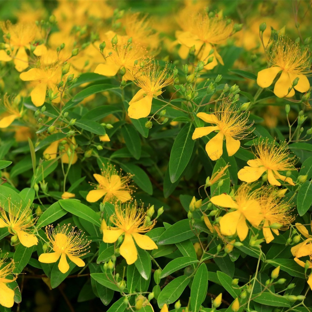 金丝桃苗金丝梅阳台庭院花镜多年生灌木植物绿化苗木耐寒耐热花卉