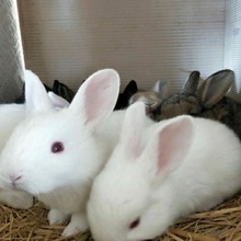 小白兔家兔套圈兔子摆摊活体小宠物宠物兔侏儒兔垂耳兔