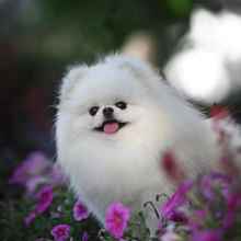 博美犬 _ 北京狗场出售纯种棕红色球体茶杯博美幼犬赛级俊介宠物狗