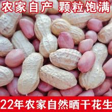 生花生2023年新鲜带壳晒干带皮粉皮米原味熟250克3斤厂家直销批发