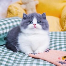 英短金银渐层折耳小猫银点美短英短蓝白蓝猫加菲幼猫宠物猫咪活体