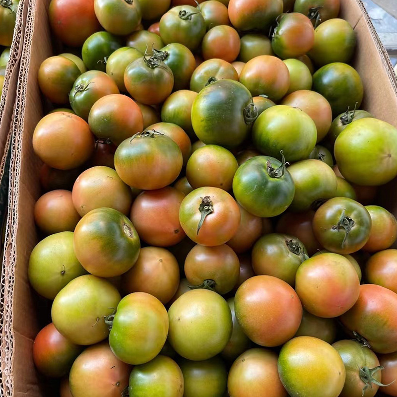 丹东铁皮柿子 新鲜采摘东北特产水果番茄 绿腚生吃草莓西红柿