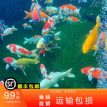 日本红白大正三色单顶锦鲤活体观赏鱼冷水鱼淡水鱼室外冷水锦鲤鱼