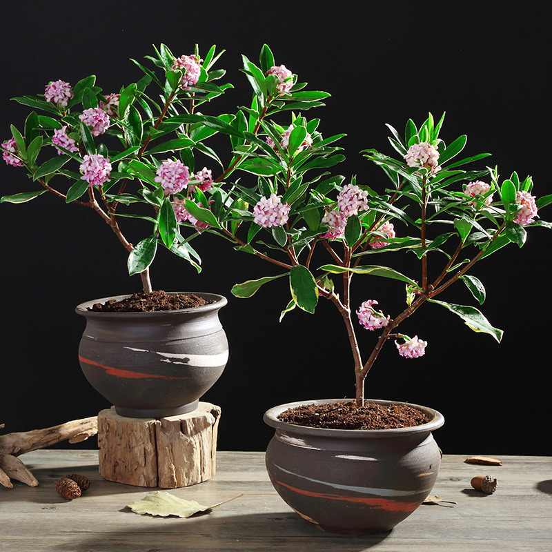 金边瑞香桌面阳台花盆栽耐寒盆景花卉绿植带花苞长期净化空气浓香