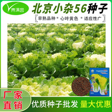 北京小杂56早熟黄心大白菜种籽春夏秋包心白菜种抗病蔬菜种子