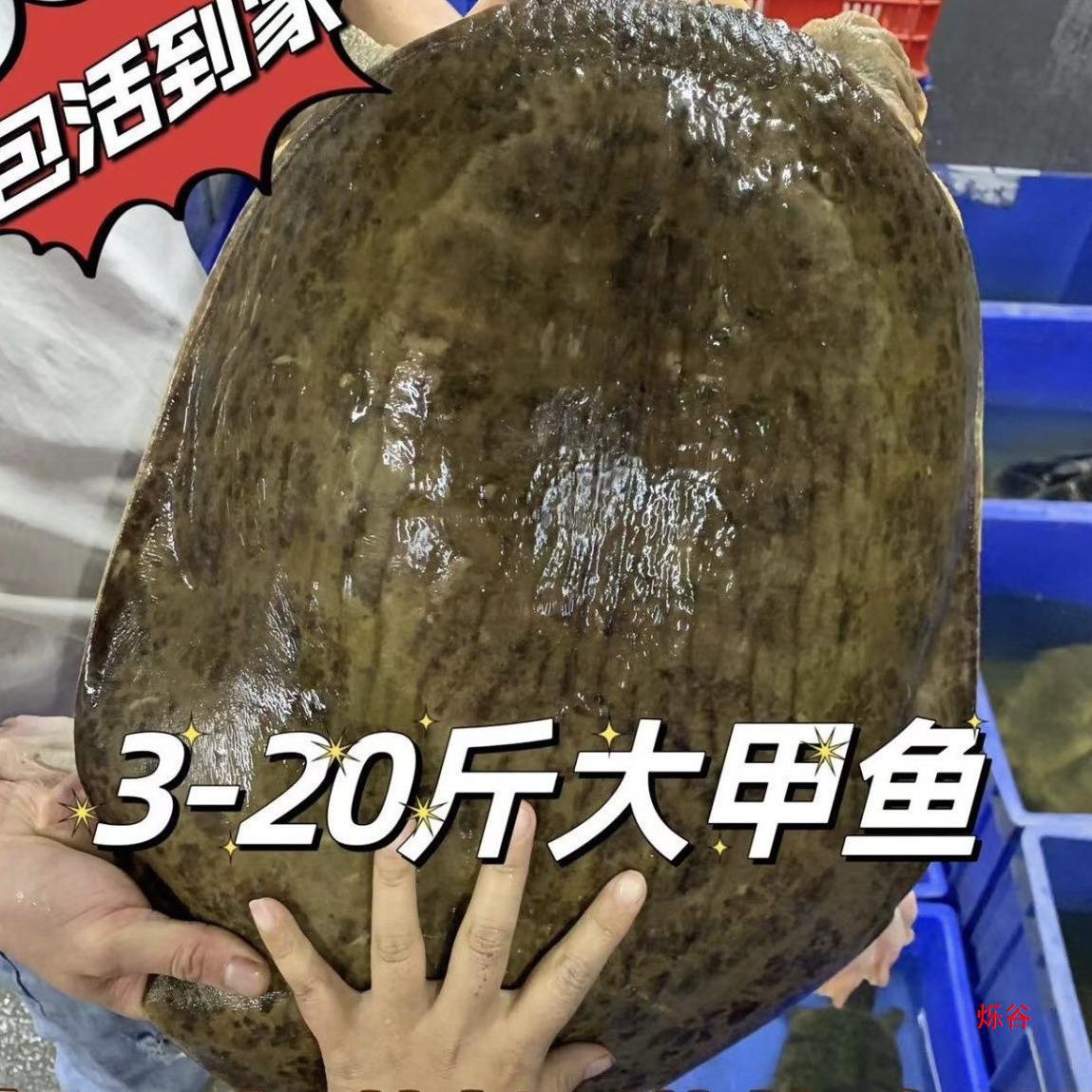 珍珠鳖大甲鱼外塘4-20斤山瑞食用滋补巨型大活体水鱼鲜活甲鱼食材