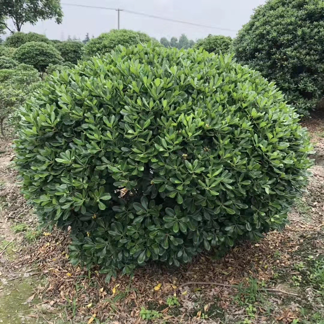 公路小区绿化海桐球树苗精品海桐球常绿灌木海桐球1米各种规格球