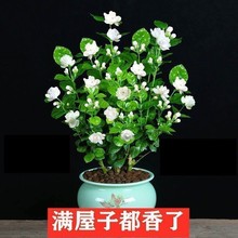 一件代发重瓣茉莉花苗虎头茉莉室内盆景绿植盆栽植物易养驱蚊虫四