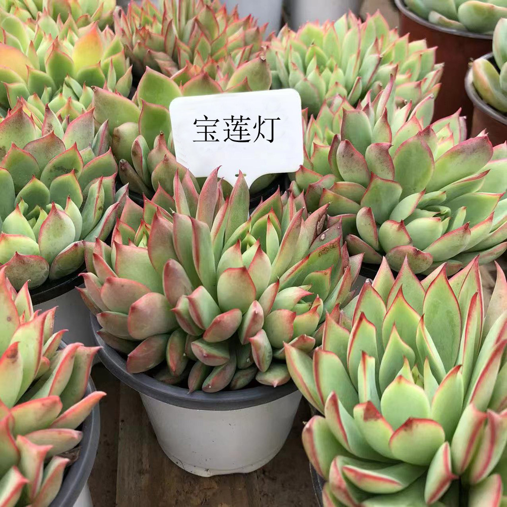 新品种多肉植物批发宝莲灯双头9cm大颗 带盆发货室内多肉花批发