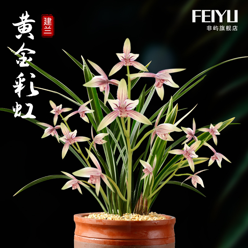 非屿兰花建兰黄金彩虹四季兰花苗夏带花苞室内植物花卉盆栽兰花