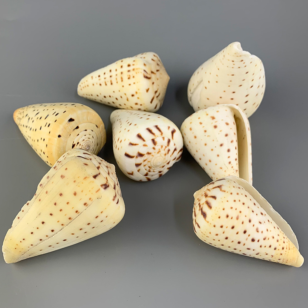 重量:一件等于1斤尺寸:8-10厘米产品名称:黄玉米螺