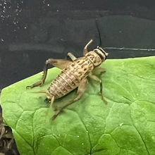 爬宠食物蟋蟀活体白蟋蟀蛐蛐蜥蜴守宫鬃狮蜘蛛蝎子粮食活食樱桃红