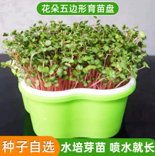 水培蔬菜豆芽发芽盆盘芽苗菜育苗盘种植黄豆豌豆绿豆小麦苗塑料盘