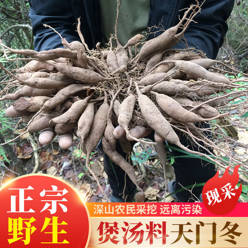 广西深山自采泡酒新鲜天门冬野生现挖天冬煲汤汤料食材中药材