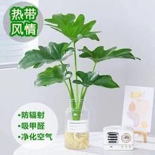 春羽盆栽水培植物室内绿植小天使好养花卉客厅办公室花一件批发