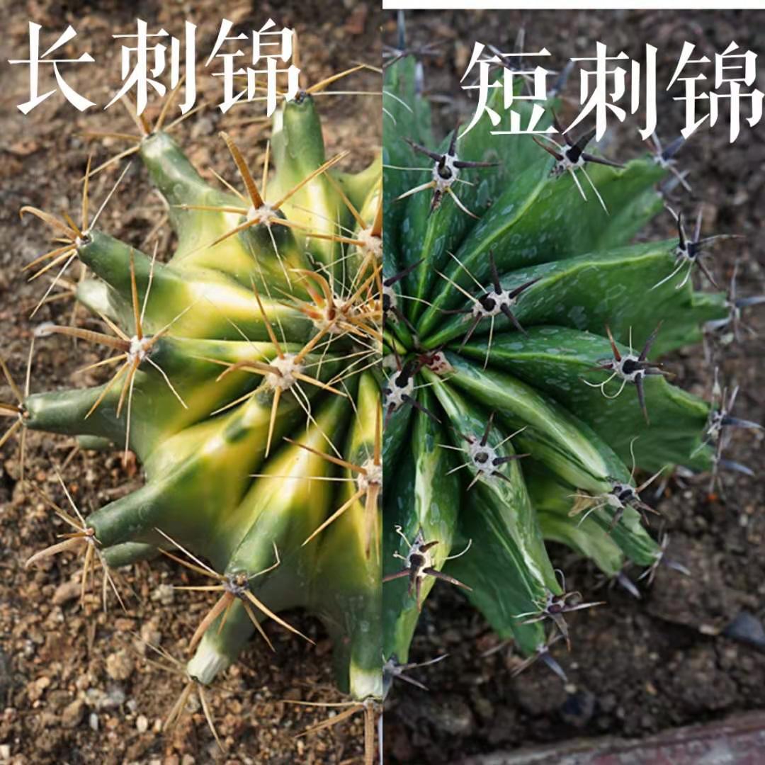 实生短刺龟甲巨鹫玉锦鱼钩刺锦仙人球室内盆栽强刺球属开花仙人球