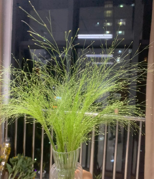 喷泉草配草云南昆明批发团购新鲜叶草供应婚庆花店摆地摊端午花材