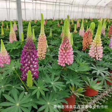 鲁冰花盆栽 羽扇豆母亲花鲁冰花带花苞室外庭院混色花镜植物-阿里巴巴