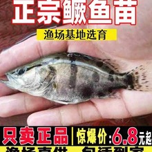 正宗鳜鱼苗淡水养殖食用活体翘嘴冷水路亚凶猛桂花苗