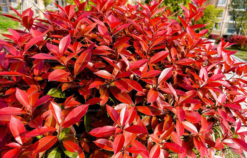 红叶石楠树苗 石楠小苗红罗宾扦插苗火焰红 绿篱庭院色块四季常青