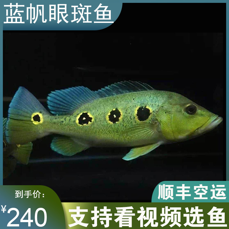 大型观赏鱼三间类帝王霹雳马巴西亚蓝帆眼斑申古横带五间活体龙鱼