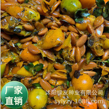 批发软枣  柿子种子柿子树 金弹子种子 盆景观赏  园林绿化