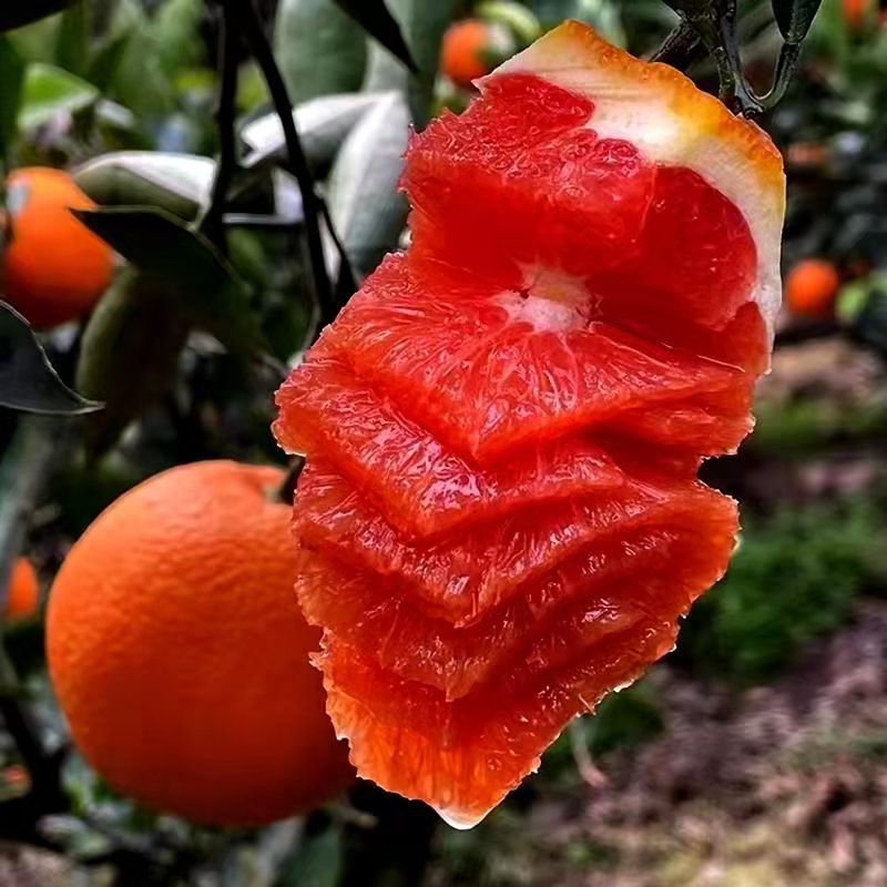 秭归中华红橙5斤9斤香甜多汁现摘发货 红血橙 一件代发