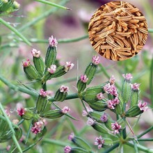 孜然种子优质孜然粉种子枯茗孜然芹孜然调味香料籽批发高出芽率