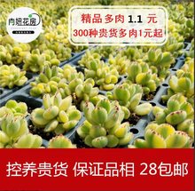 白熊绿熊童子群生多头蜡笔黑爪娜娜小勾红曼莲多肉植物大棚包邮