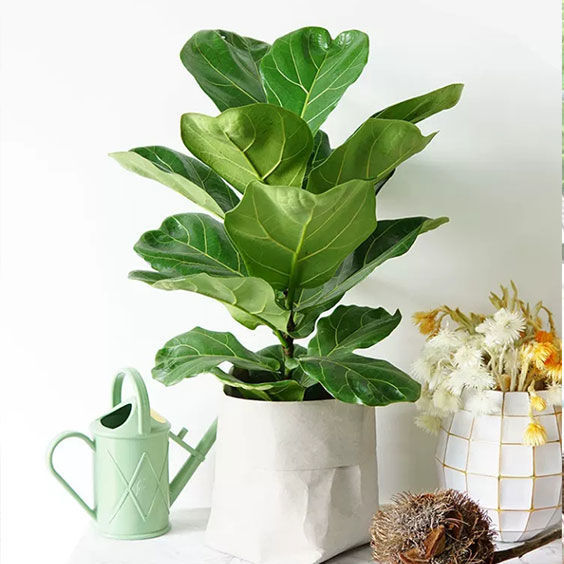琴叶榕大叶盆栽客厅办公室防辐射好养四季常青净化空气室内小绿植