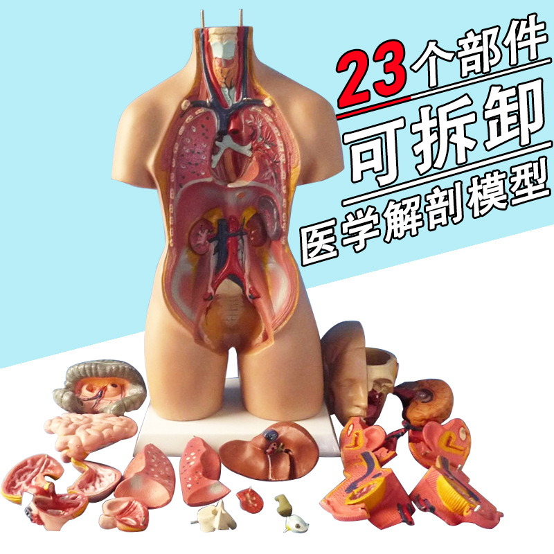 人体解剖器官模型