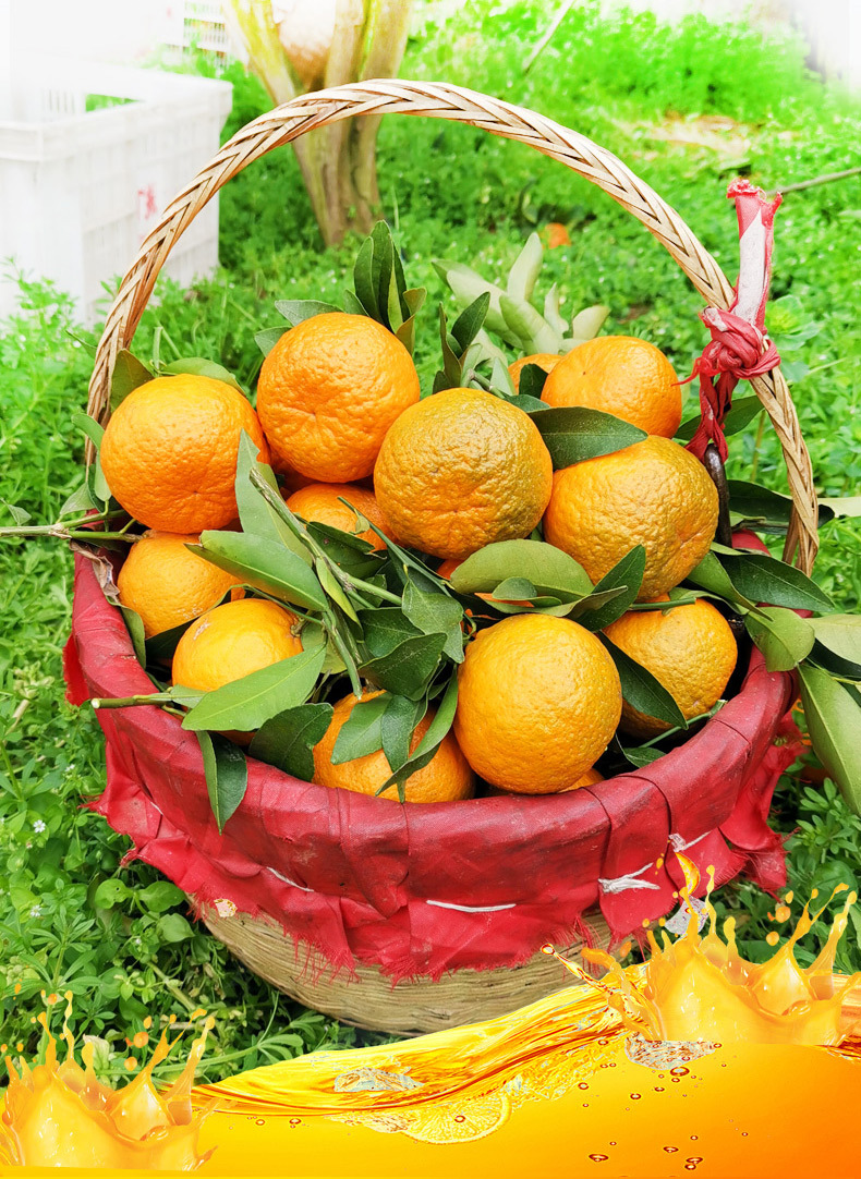 湖北宜昌清江春柑春椪柑3斤装