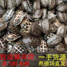 中华草龟乌龟活物黑腹金线观赏龟长寿龟宠物小乌龟龟苗养殖场批发