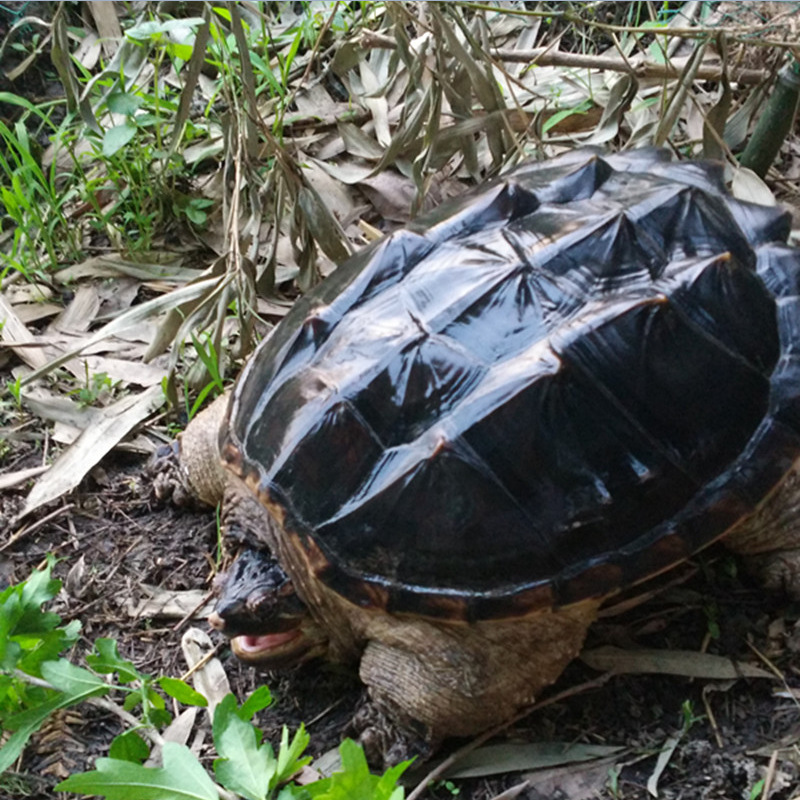 乌龟10斤20斤30斤佛鳄龟巨型活体宠物鳄龟50斤大鳄超大便宜养观赏