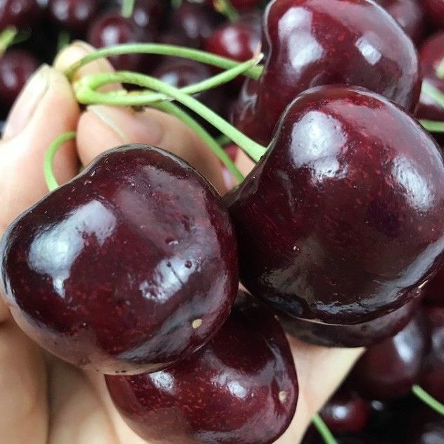 【48小时发货】包顺丰智利车厘子美早大樱桃新鲜水果黑珍珠孕妇应