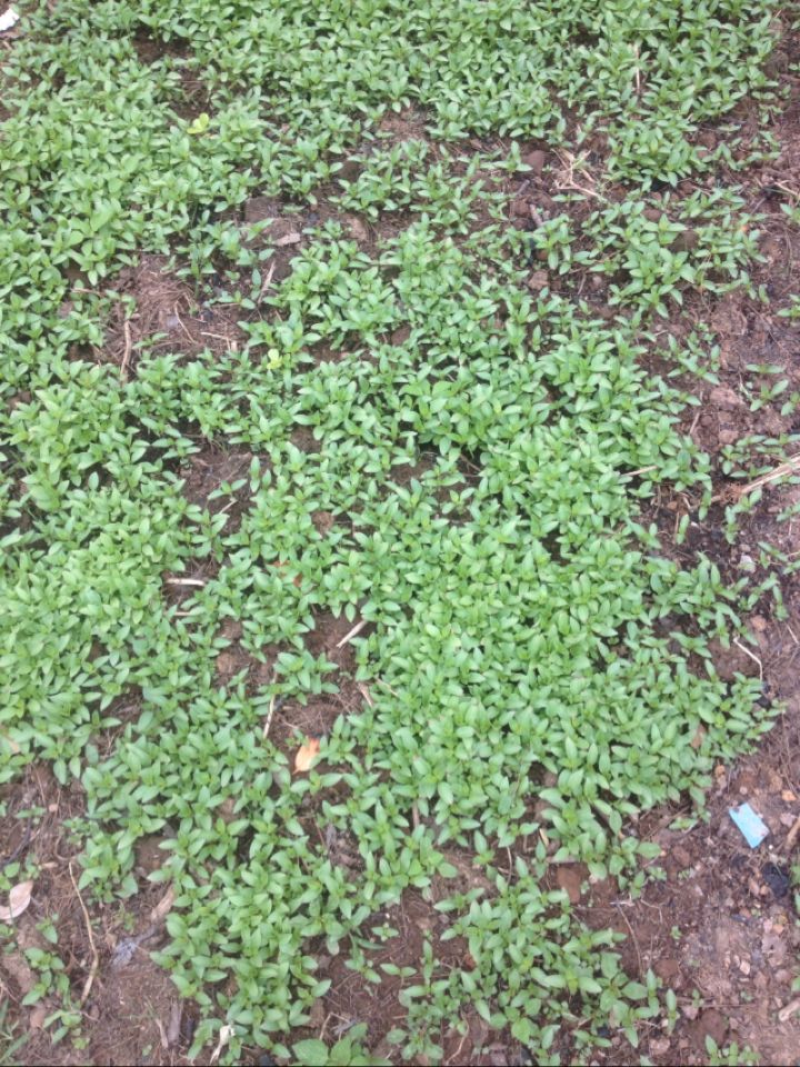 九层塔种子紫罗勒种子阳台四季盆栽可食用大叶香草金不换叶包发芽