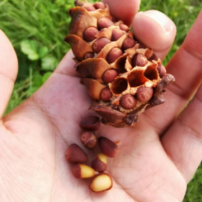 大兴安岭野生整马尾松子盐水煮小松树籽坚果真空装克新货食用